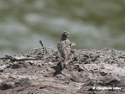 Short-toed Lark / Korttået lærke - Coto Doñana