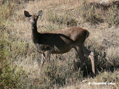 Red Deer / Kronhjort - Monfraque