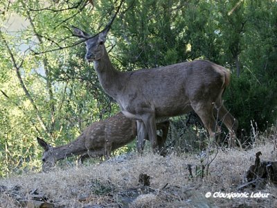 Red Deer / Kronhjort - Monfraque