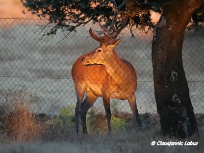 Red Deer / Kronhjort - Monfraque