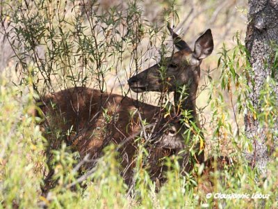 Red Deer / Kronhjort - Monfraque