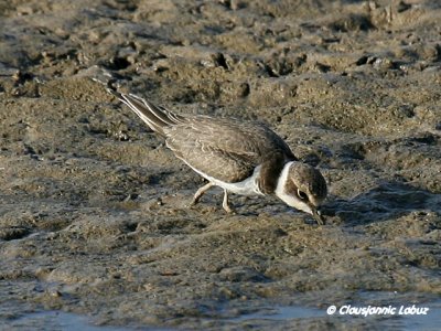 Little Ringed Plover / Lille præstekrave