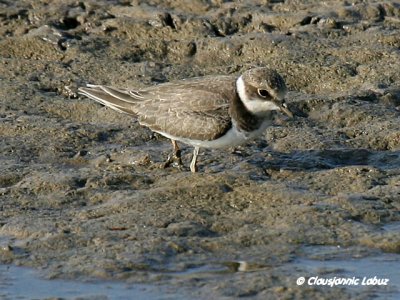 Little Ringed Plover / Lille præstekrave