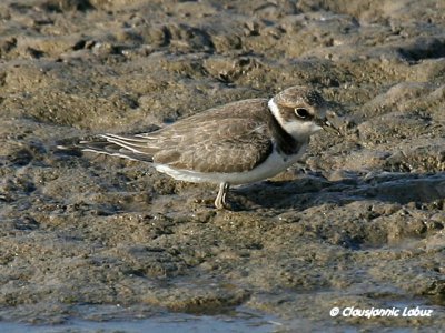 Little Ringed Plover / Lille præstekrave