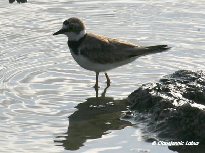 Little Ringed Plover / Lille præstekrave
