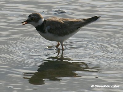 Little Ringed Plover / Lille præstekrave