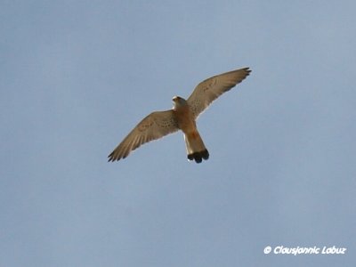 Lesser Kestrel / Lille Tårnfalk