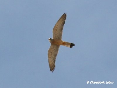 Lesser Kestrel / Lille Tårnfalk