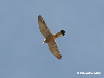 Lesser Kestrel / Lille Tårnfalk