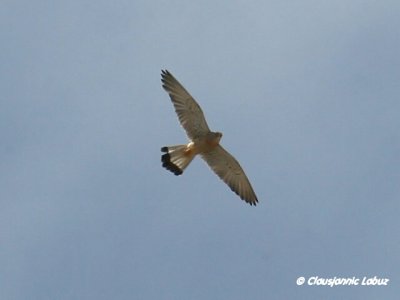 Lesser Kestrel / Lille Tårnfalk