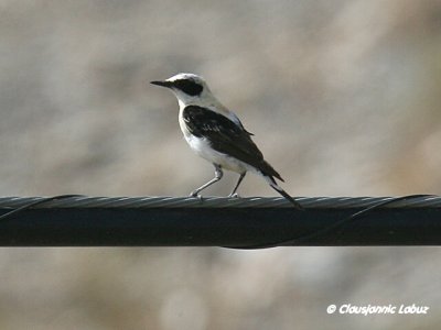 Black-eared Wheatear / Middelhavsstenpikker