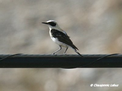 Black-eared Wheatear / Middelhavsstenpikker