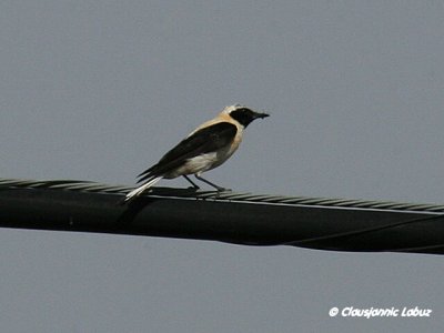 Black-eared Wheatear / Middelhavsstenpikker