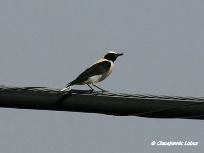 Black-eared Wheatear / Middelhavsstenpikker