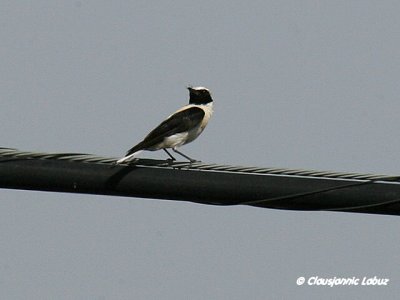 Black-eared Wheatear / Middelhavsstenpikker