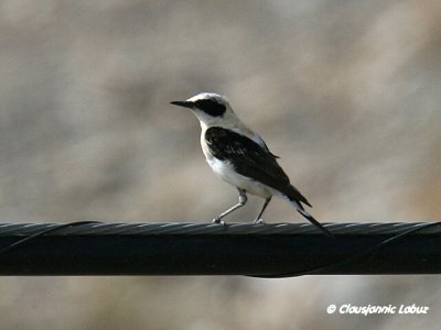 Black-eared Wheatear / Middelhavsstenpikker