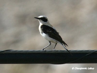Black-eared Wheatear / Middelhavsstenpikker