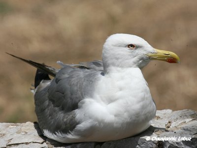 Yellow-legged Gull / Middelhavssølvmåge