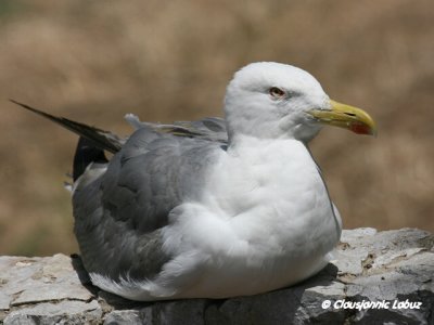 Yellow-legged Gull / Middelhavssølvmåge
