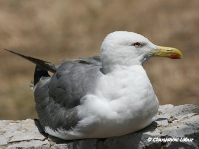 Yellow-legged Gull / Middelhavssølvmåge