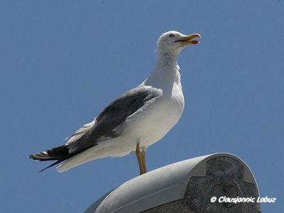 Yellow-legged Gull / Middelhavssølvmåge