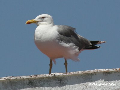 Yellow-legged Gull / Middelhavssølvmåge