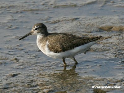 Common Sandpiper / Mudderklire