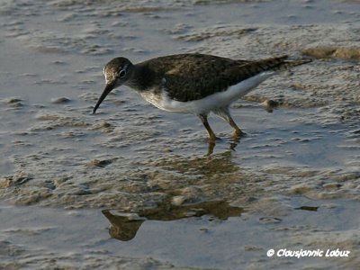 Common Sandpiper / Mudderklire