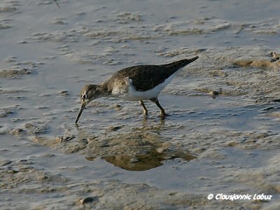 Common Sandpiper / Mudderklire