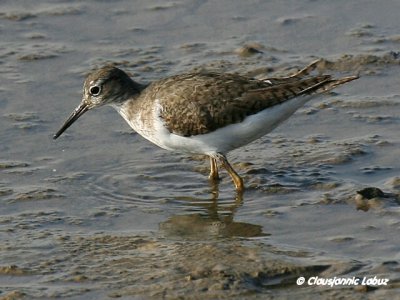 Common Sandpiper / Mudderklire