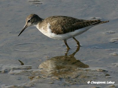 Common Sandpiper / Mudderklire