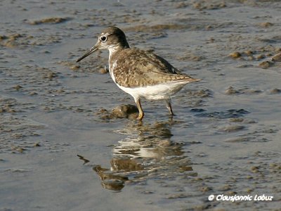 Common Sandpiper / Mudderklire