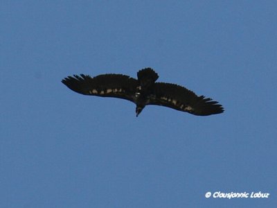 Black Vulture / Munkegrib - Monfraque