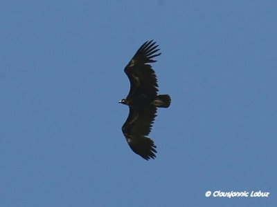 Black Vulture / Munkegrib - Monfraque