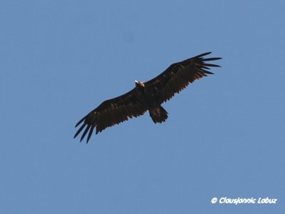 Black Vulture / Munkegrib - Monfraque