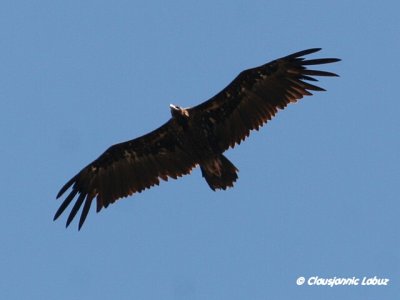Black Vulture / Munkegrib - Monfraque