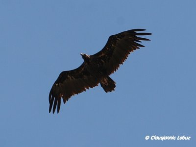 Black Vulture / Munkegrib - Monfraque