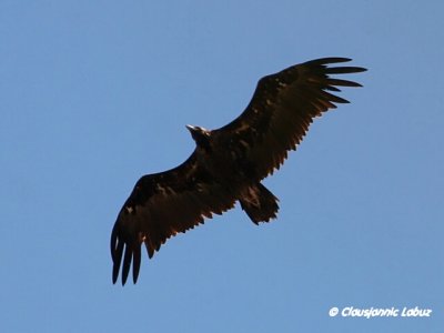 Black Vulture / Munkegrib - Monfraque
