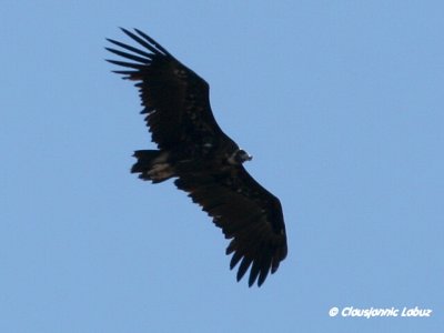 Black Vulture / Munkegrib - Monfraque