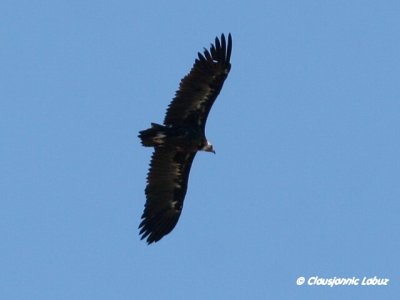 Black Vulture / Munkegrib - Monfraque