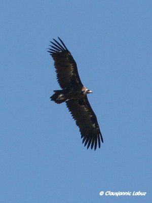 Black Vulture / Munkegrib - Monfraque