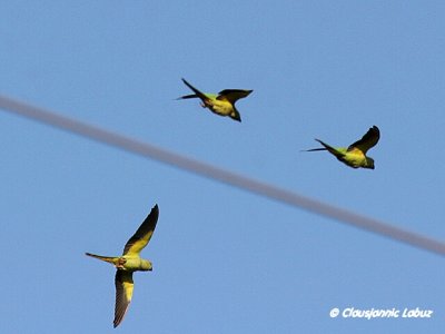 Monk Parakeet / Munkeparakit