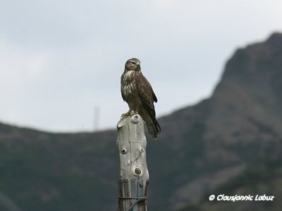 Common Buzzard / Musvåge
