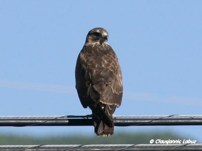 Common Buzzard / Musvåge