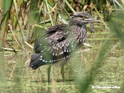 Night Heron / Nathejre - juvenile, Coto Doñana
