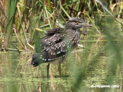 Night Heron / Nathejre - juvenile, Coto Doñana