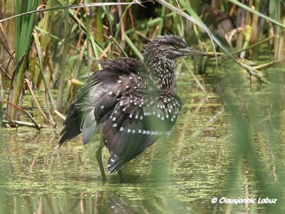 Night Heron / Nathejre - juvenile, Coto Doñana