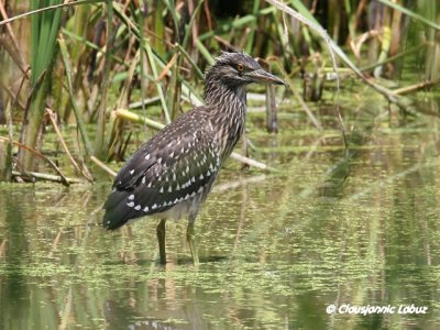 Night Heron / Nathejre - juvenile, Coto Doñana