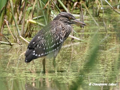Night Heron / Nathejre - juvenile, Coto Doñana