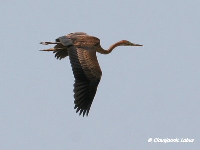 Purple Heron / Purpurhejre